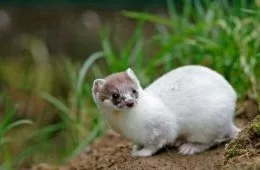 Adorable Stoat Pose