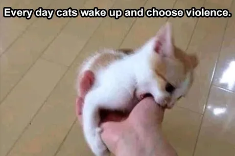 Top 28 Funny Cute Pet Memes Of The Day Gun Laws