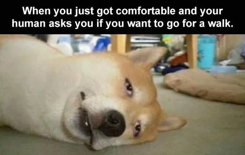 Top 28 Funny Cute Pet Memes Of The Day Never Fails