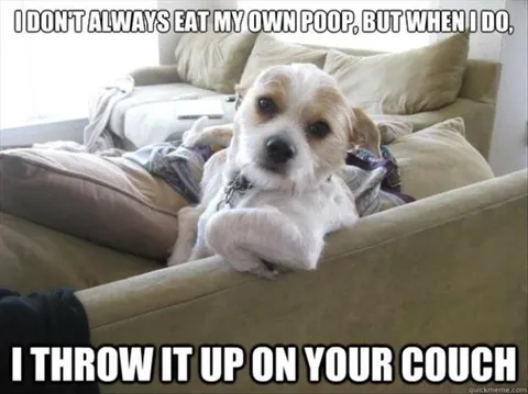 Top 28 Funny Cute Pet Memes Of The Day All About Timing