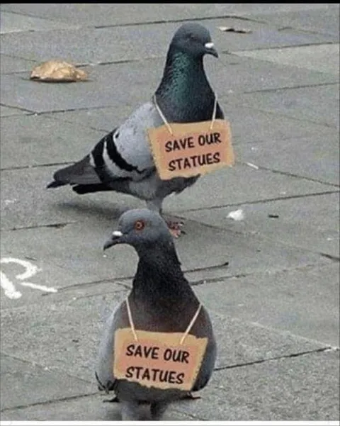Top 28 Funny Cute Pet Memes Of The Day Culturally Aware Pigeons