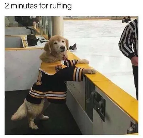 Top 28 Funny Cute Pet Memes Of The Day Ruffly 2 Minutes