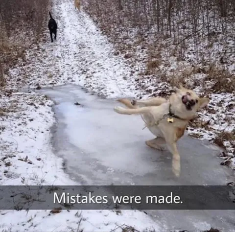 Top 28 Funny Cute Pet Memes Of The Day Did Not See This Coming