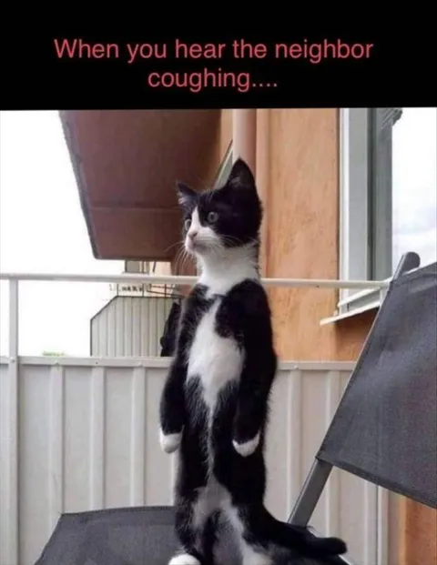 Top 28 Funny Cute Pet Memes Of The Day Is It The Rona