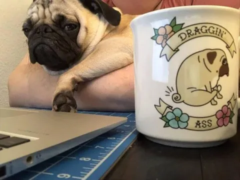 Top 28 Funny Cute Pet Memes Of The Day Knowing It