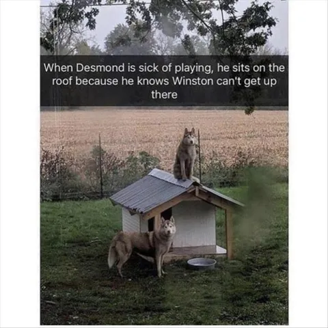 Top 28 Funny Cute Pet Memes Of The Day Outside The Box Thinking