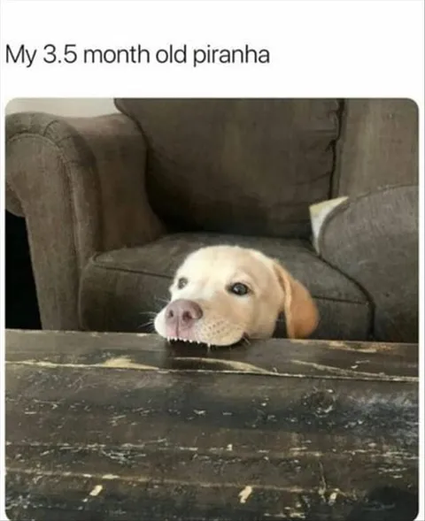Top 28 Funny Cute Pet Memes Of The Day Land Piranha