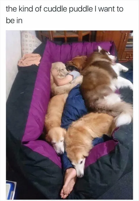Top 28 Funny Cute Pet Memes Of The Day Diving In