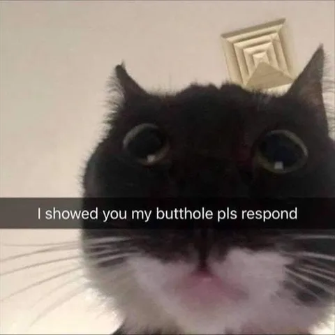 Top 28 Funny Cute Pet Memes Of The Day Deepest Thoughts