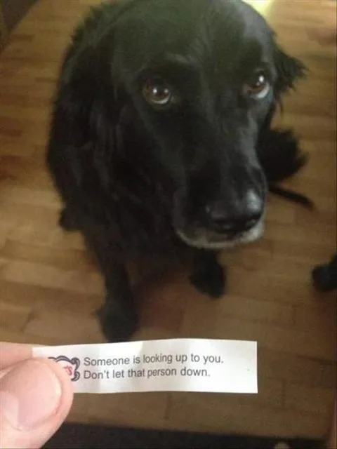 Top 28 Funny Cute Pet Memes Of The Day Big Brother