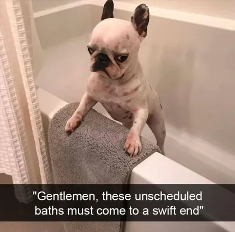 Top 28 Funny Cute Pet Memes Of The Day Karen Dog