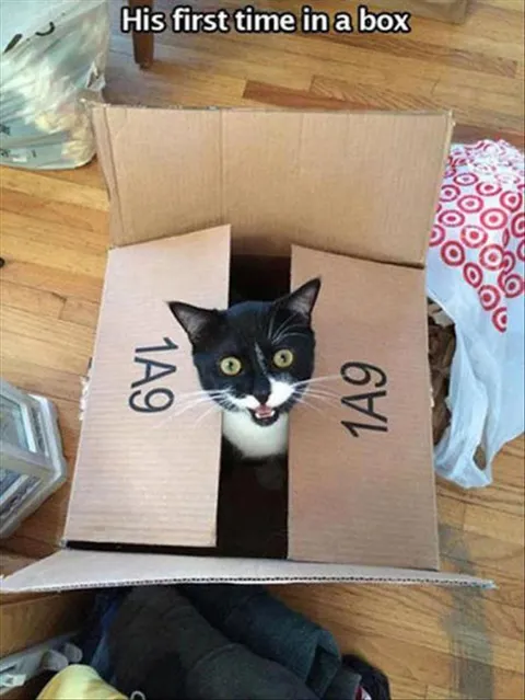 Top 28 Funny Cute Pet Memes Of The Day Box Cherry