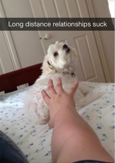 Top 28 Funny Cute Pet Memes Of The Day Get Over Here