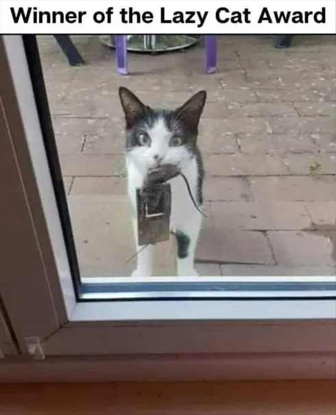 Cute Animal Memes Pics