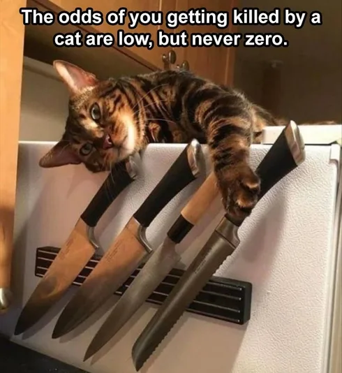 Cute Animal Memes Pics