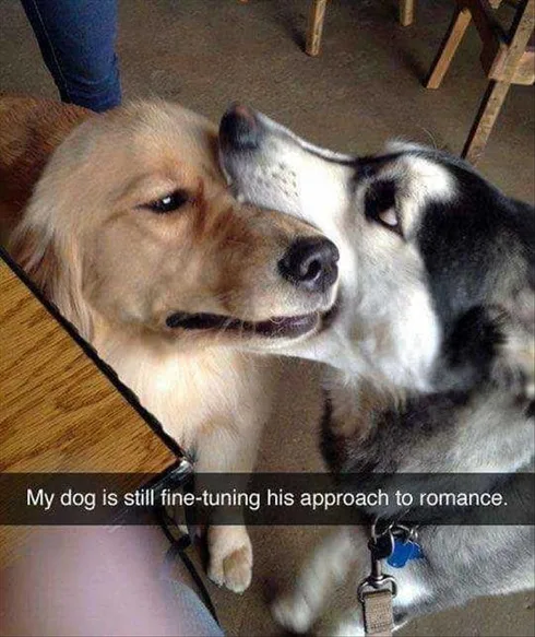 Cute Animal Memes Pics