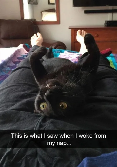 Cute Animal Memes Pics