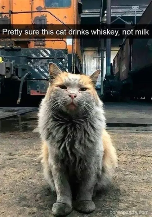 Cute Animal Memes Pics