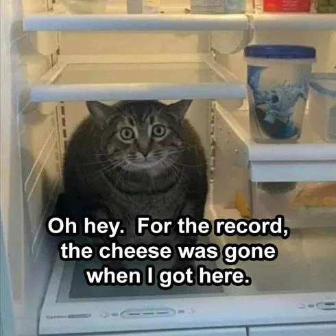 Cute Animal Memes Pics