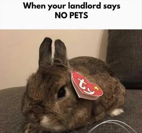 Cute Animal Memes Pics