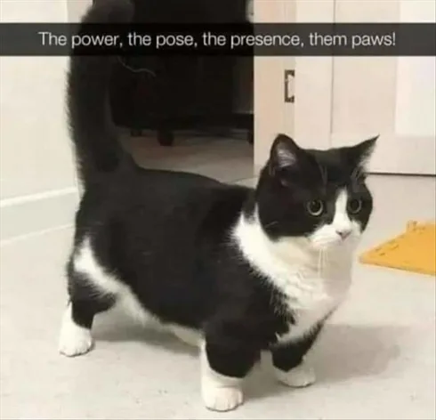 Cute Animal Memes Pics