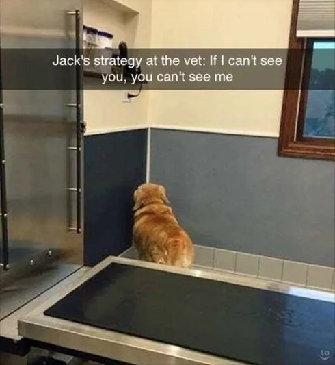 Cute Animal Memes Pics