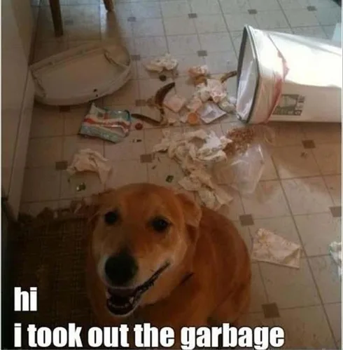 Cute Animal Memes Pics