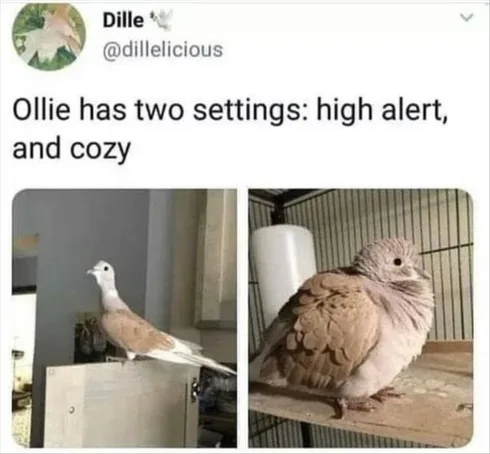 Cute Animal Memes Pics
