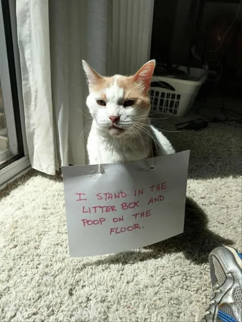 Cute Animal Memes Pics