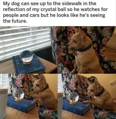 Cute Animal Memes Pics