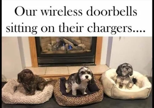 Cute Animal Memes Pics