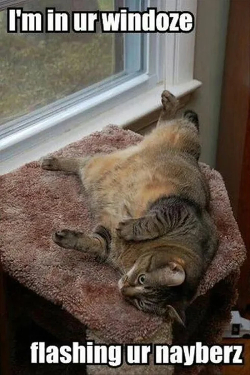 Cute Animal Memes Pics