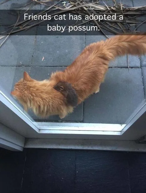Cute Animal Memes Pics