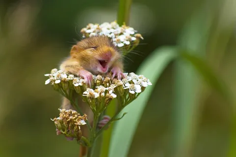 21 Extremely Funny Animal Pictures&Nbsp;