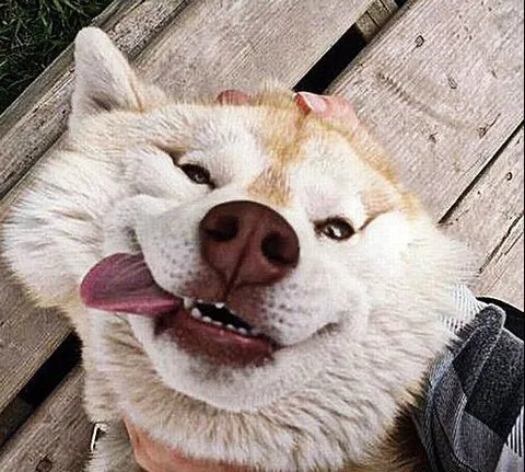 21 Extremely Funny Animal Pictures&Nbsp;