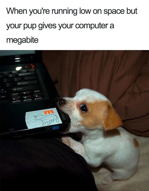 30 Extremely Cute Dog Memes To Start Your Day With