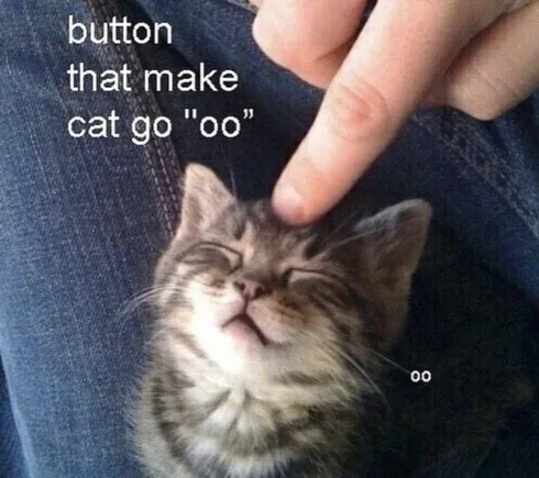 30 Great Cat Memes For All The Cat Lovers Out There 