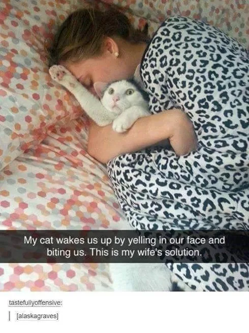 30 Great Cat Memes For All The Cat Lovers Out There
