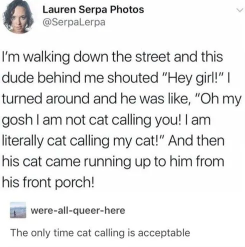 30 Great Cat Memes For All The Cat Lovers Out There