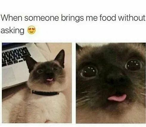 30 Great Cat Memes For All The Cat Lovers Out There