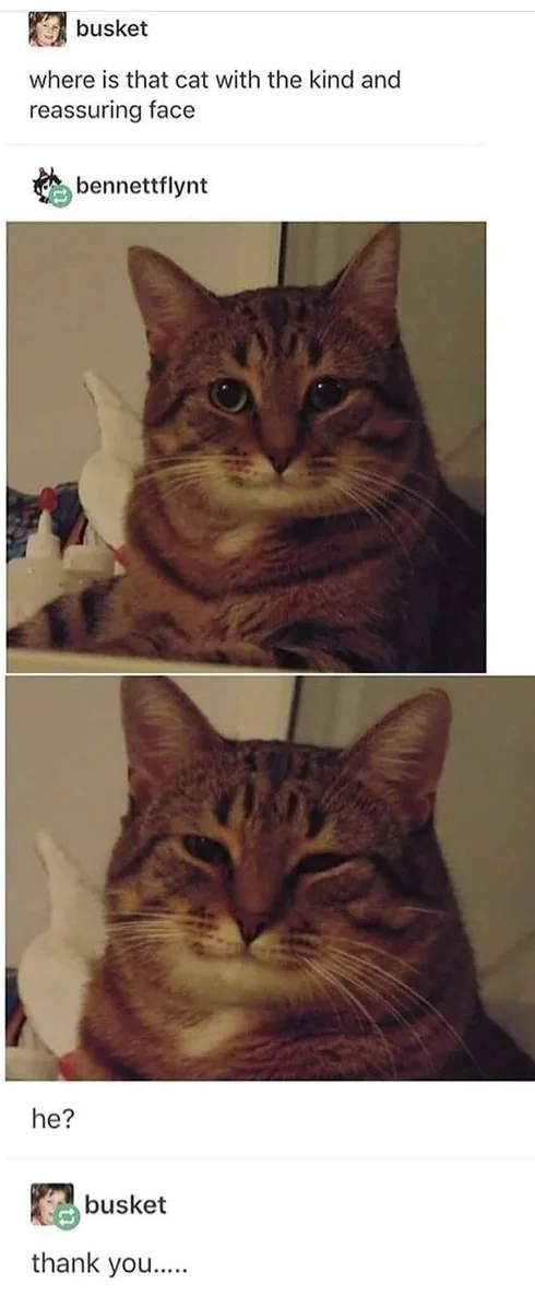 30 Great Cat Memes For All The Cat Lovers Out There