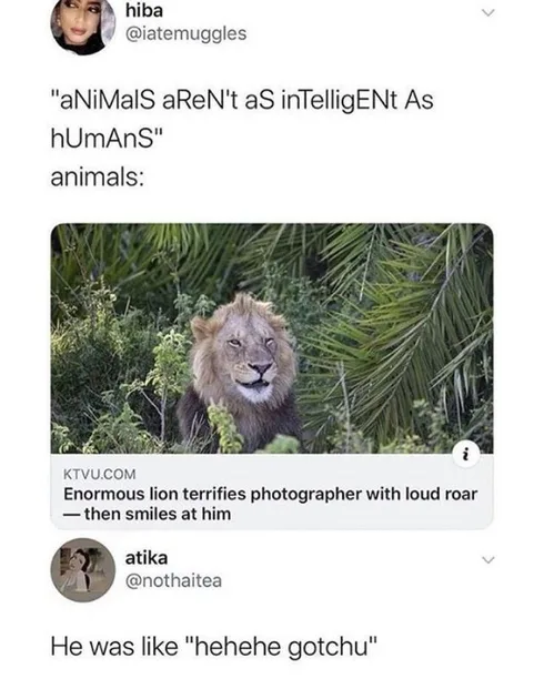 30 Great Cat Memes For All The Cat Lovers Out There