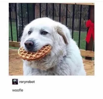 30 Adorable Dog Memes To Laugh At