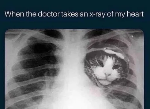 30 Great Cat Memes For All The Cat Lovers Out There