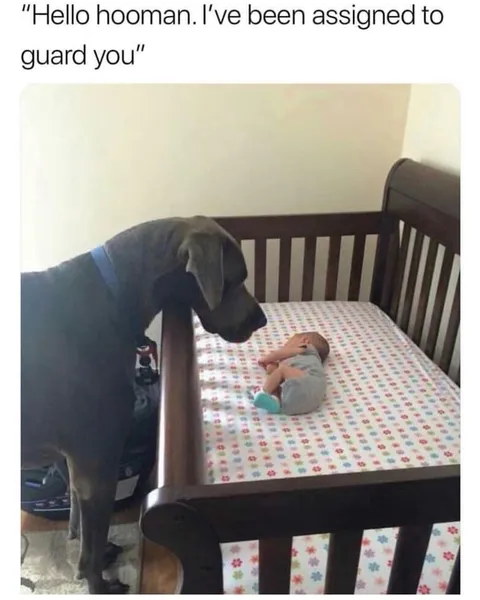 30 Adorable Dog Memes To Laugh At