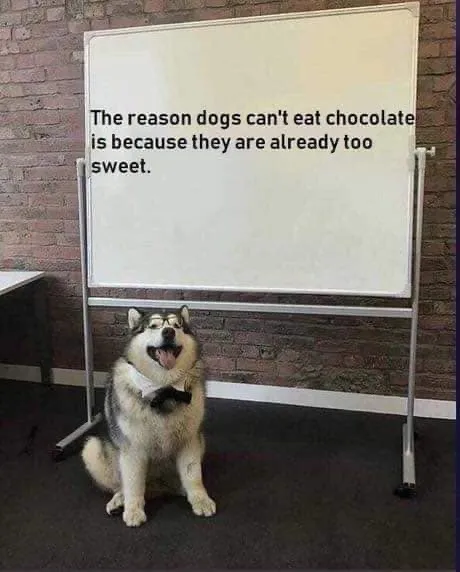 30 Adorable Dog Memes To Laugh At