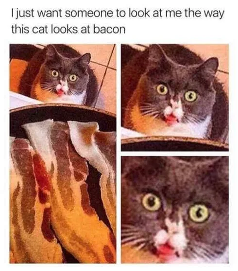 30 Great Cat Memes For All The Cat Lovers Out There