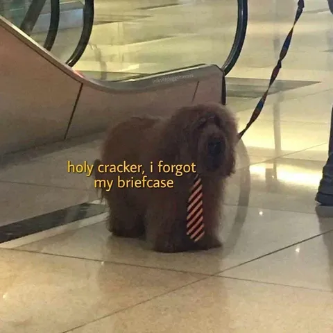 30 Adorable Dog Memes To Laugh At