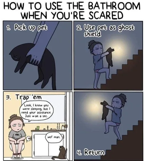 30 Great Cat Memes For All The Cat Lovers Out There