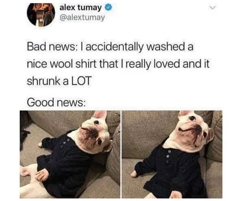 30 Adorable Dog Memes To Laugh At